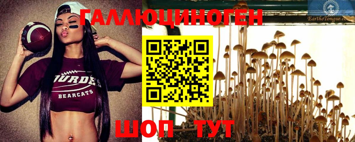 Брянск  Псилоцибиновые грибы Cubensis  Вход с VPN 